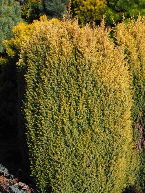 Juniperus communis 'Suecica Aurea' 